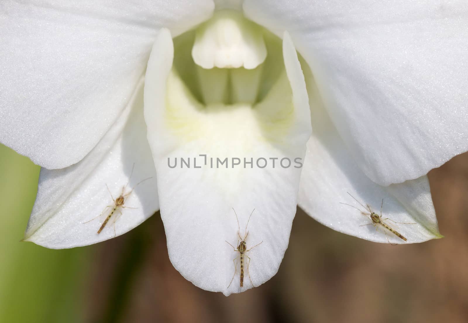 Closeup Three mosquitoes on white orchid petals in the tropical jungle among deep forest.