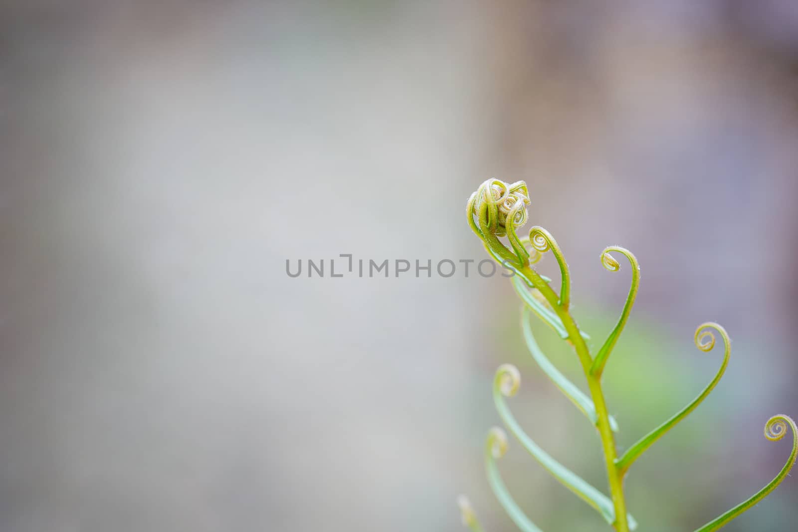 Closeup Crested fern in the tropical jungle among deep forest. Copy space on nature background.