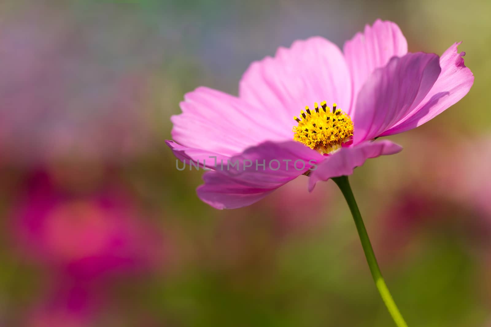 Closeup Cosmos pink flower in the garden and the morning sunshine. Copy space for text.
