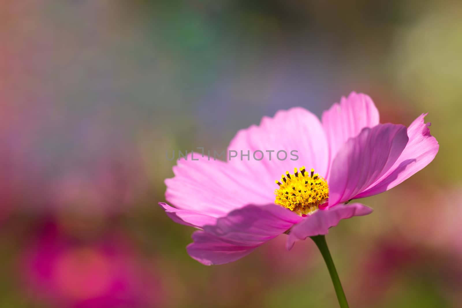 Closeup Cosmos pink flower in the garden and the morning sunshin by SaitanSainam