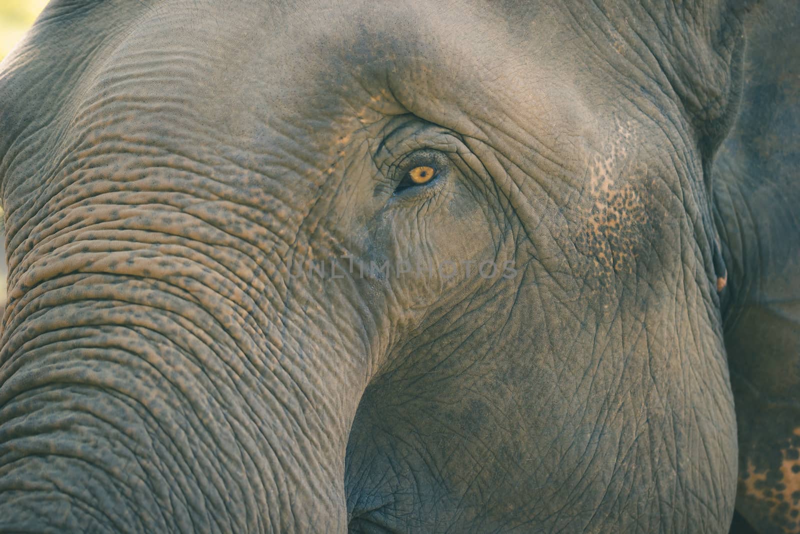 Old elephant in the forest. Closeup front of Asian elephants fac by SaitanSainam