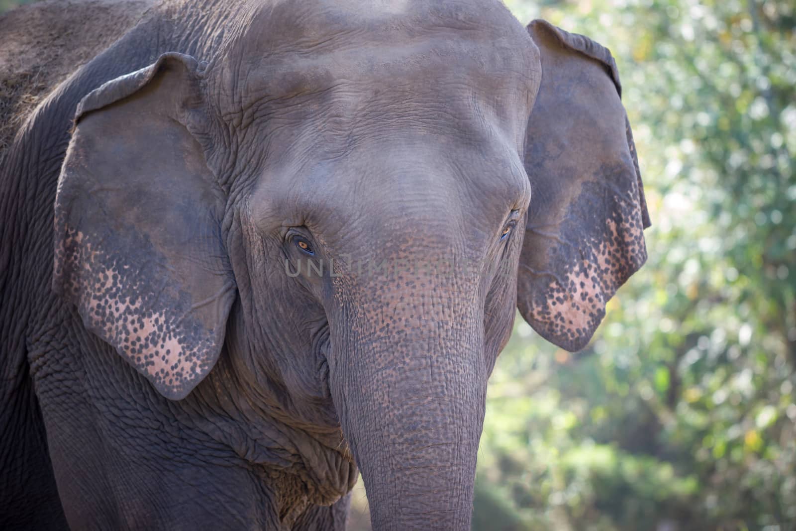 Old elephant in the forest. Closeup front of Asian elephants face.