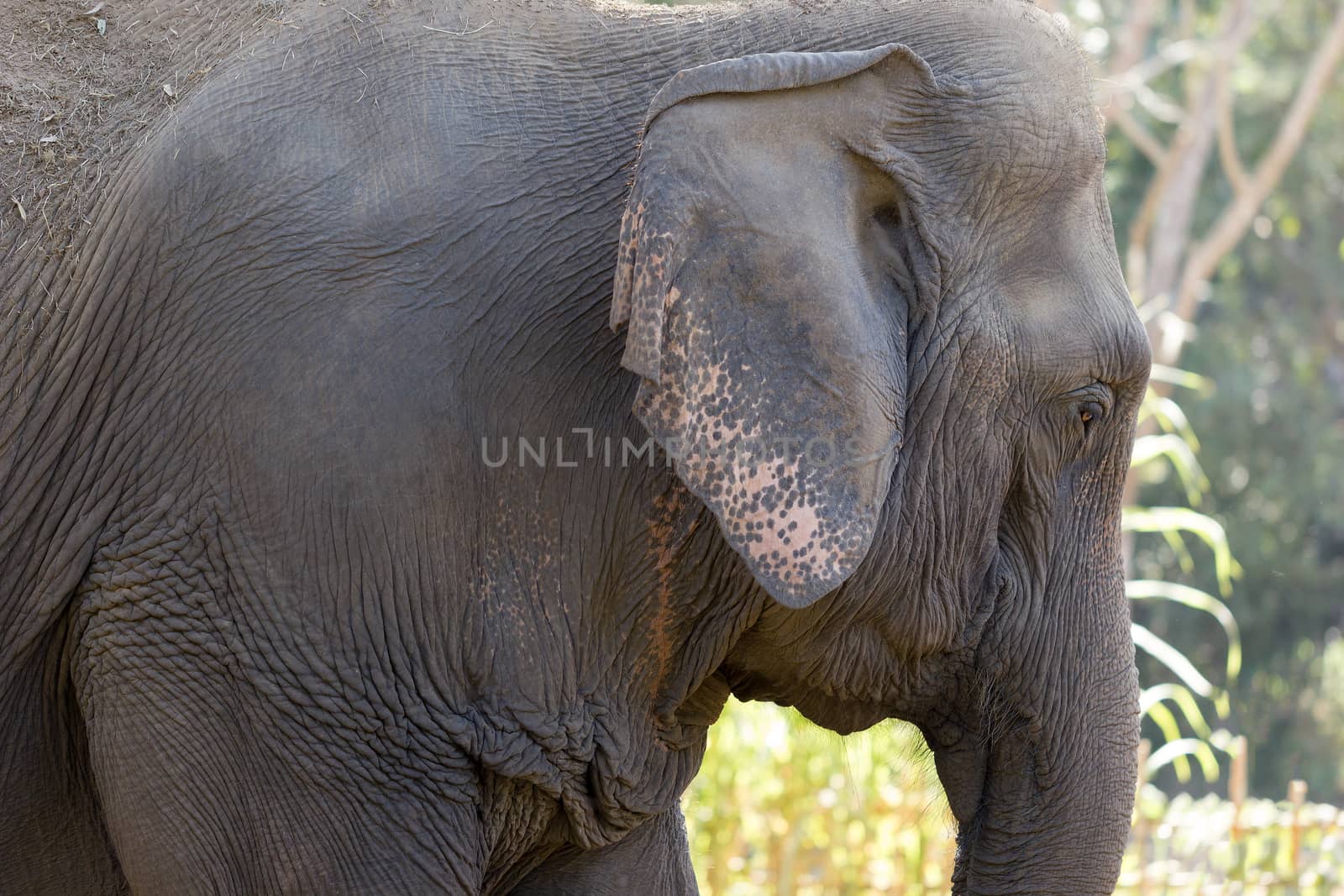 Old elephant in the forest. Closeup front of Asian elephants face.