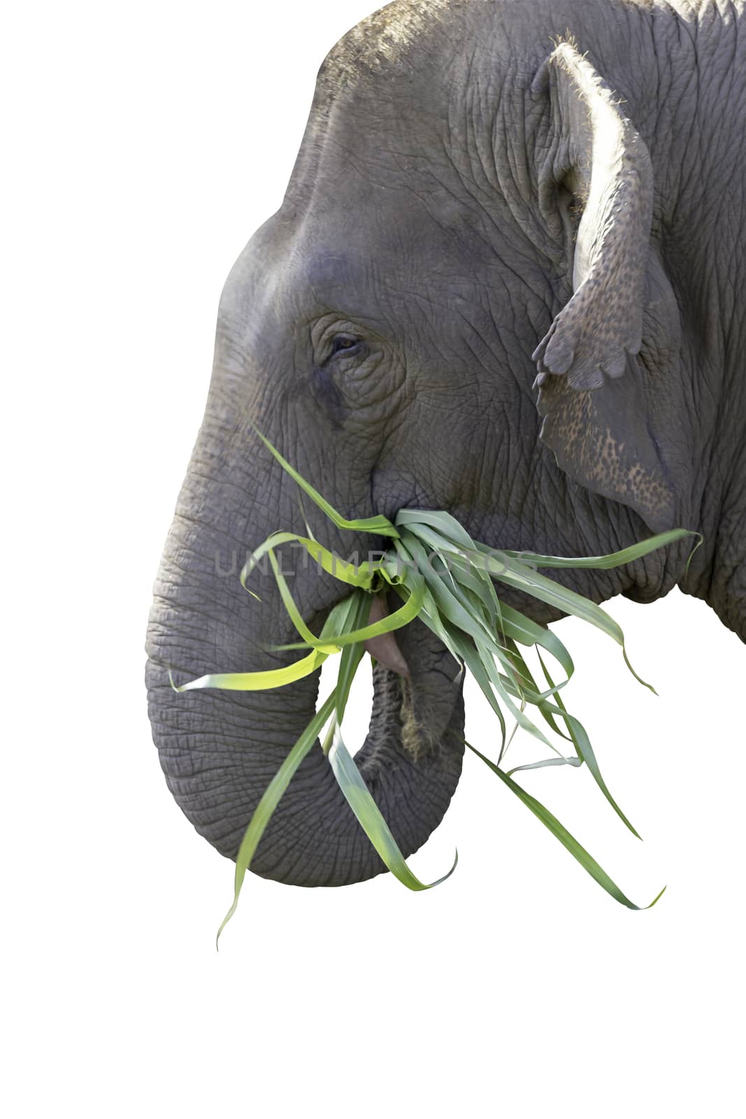 Elephant is eating grass. Isolate on white background with clipping path.