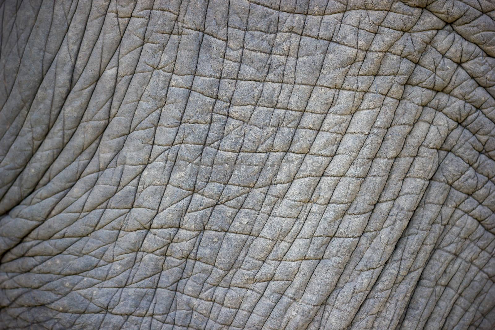 Closeup texture of old Asian elephants skin. Suitable for making by SaitanSainam