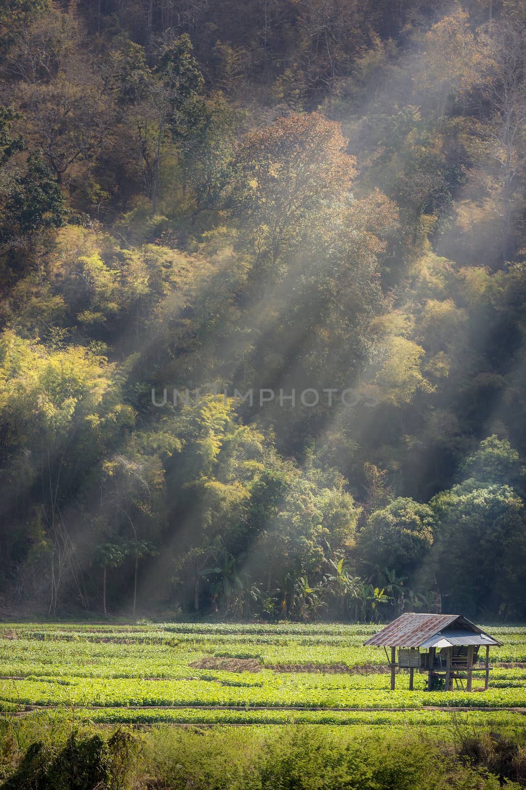 Cottage in soybean garden among the mountains and surrounded by forests, Morning light in summer. The concept of seclusion is truly blissful. Copy spaces for text.