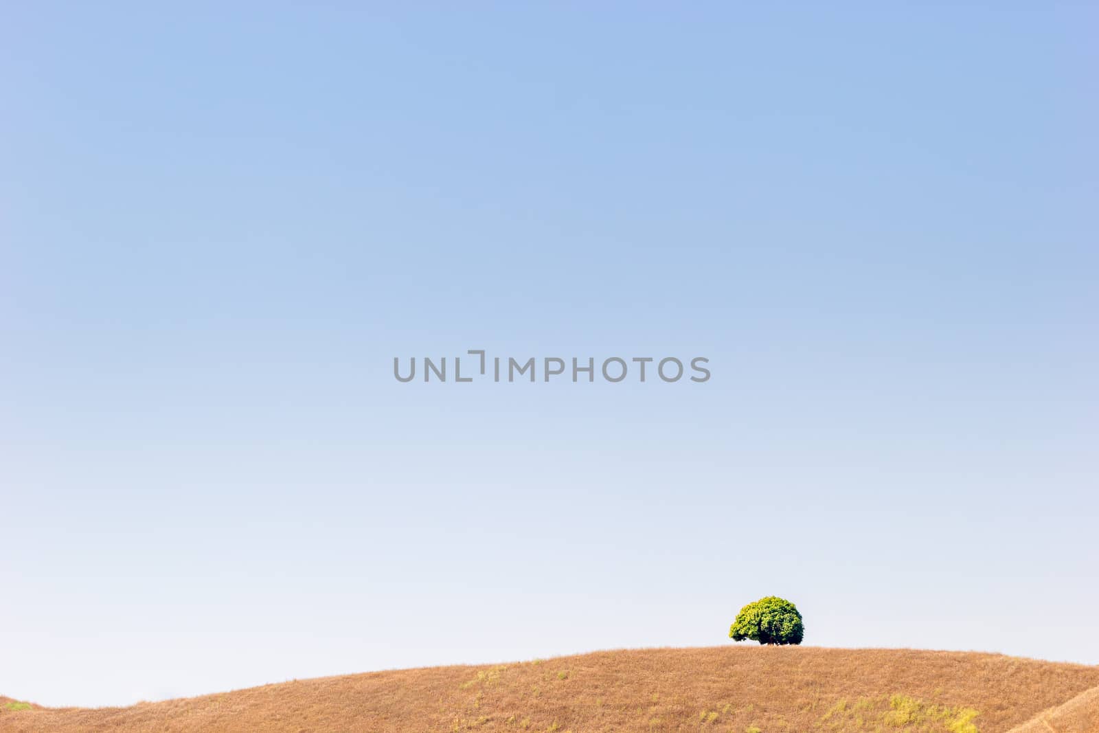 Trees in open space and the sky. The concept of seclusion is tru by SaitanSainam