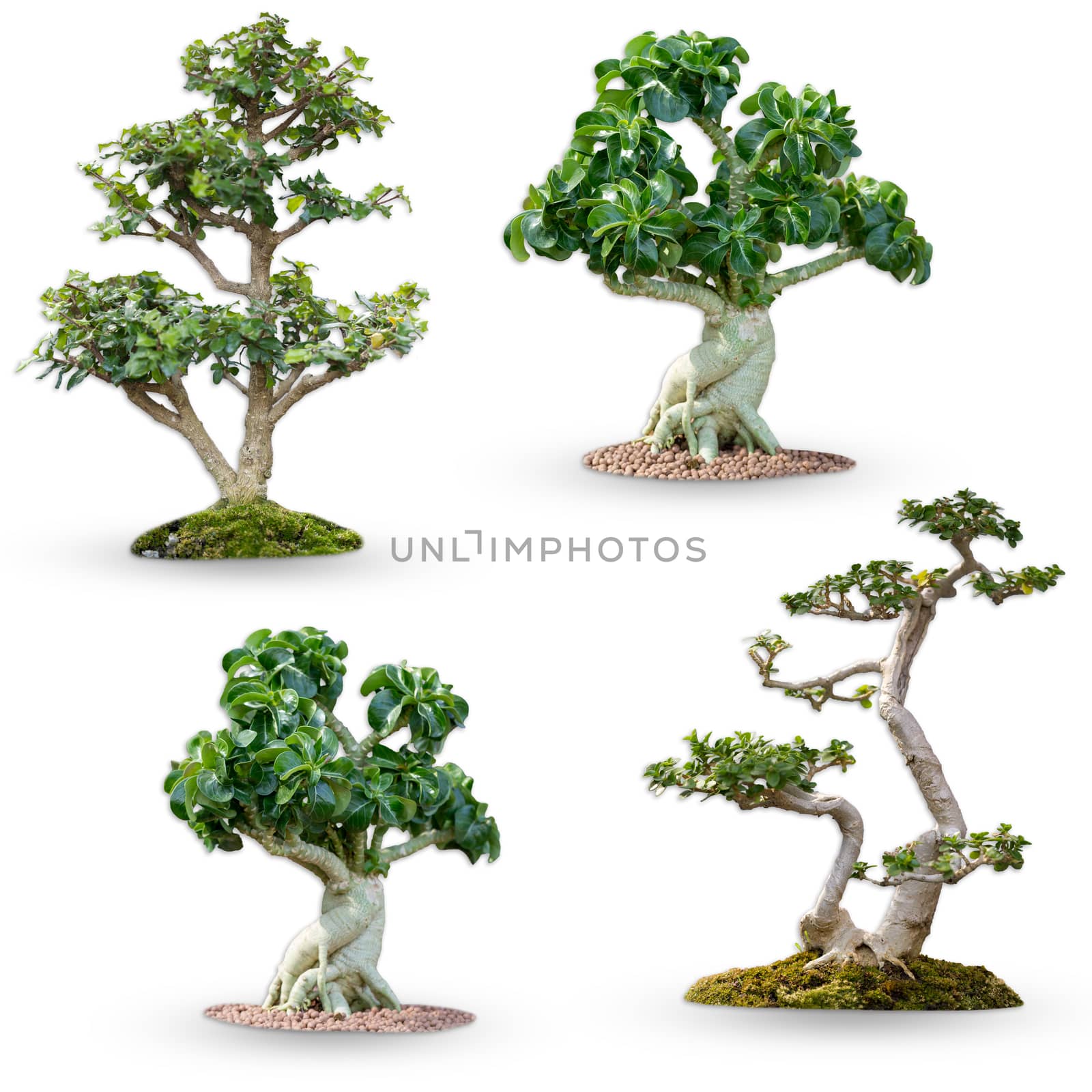 Set of bonsai tree isolate on white background with clipping pat by SaitanSainam