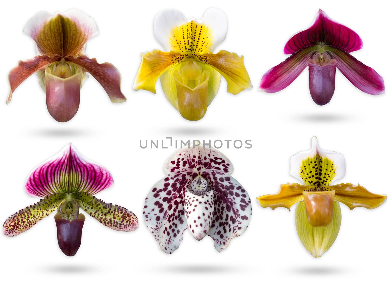 Set of multicolour Lady’s Slipper Orchidaceae Paphiopedilum is by SaitanSainam