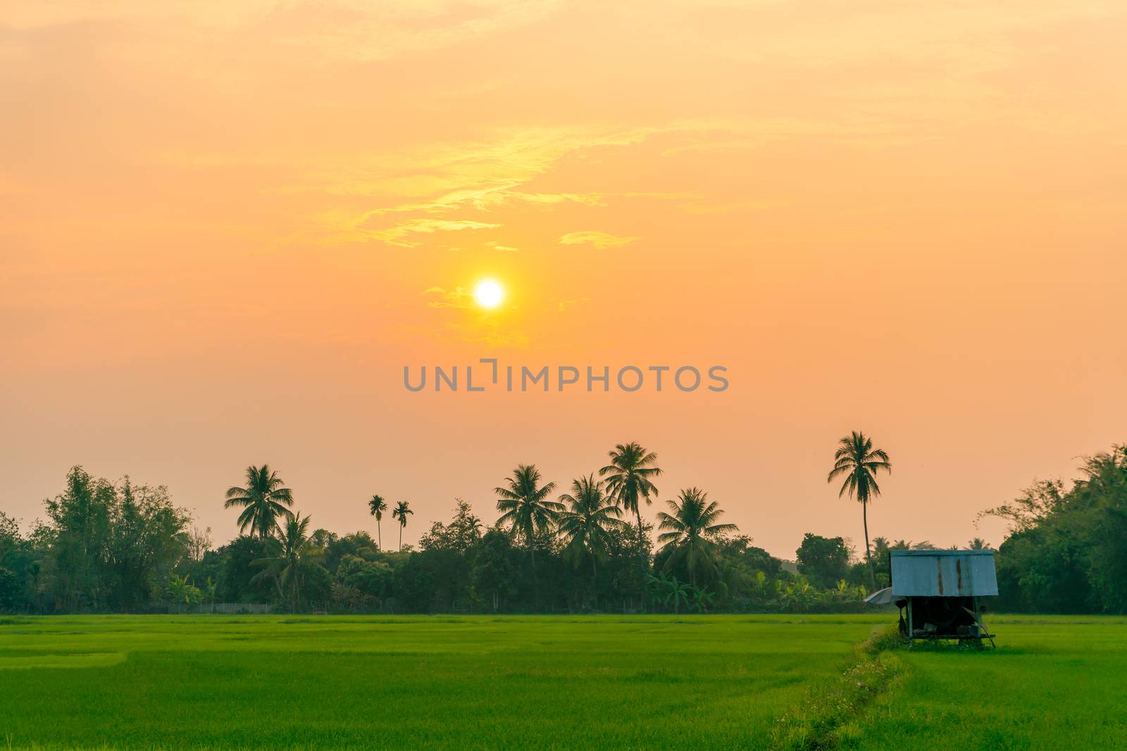 A lonely cottage in the middle of the rice field and the evening by SaitanSainam