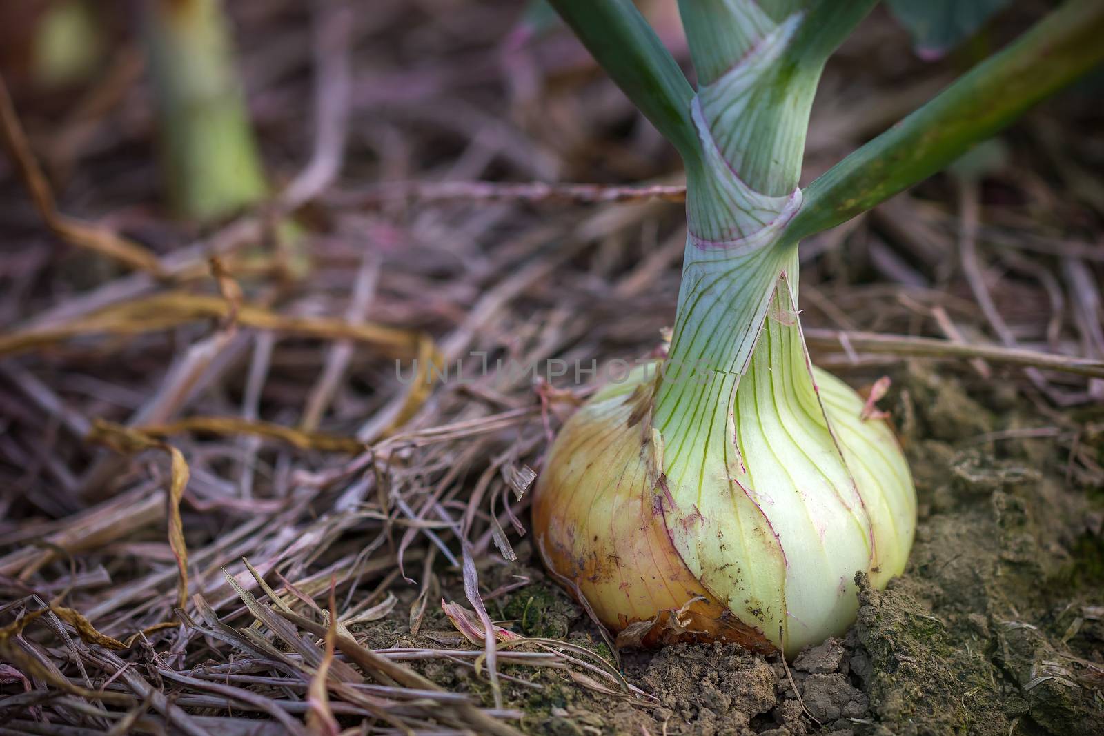 Closeup Onions in the soil on the organic farm. Copy space for text or article.