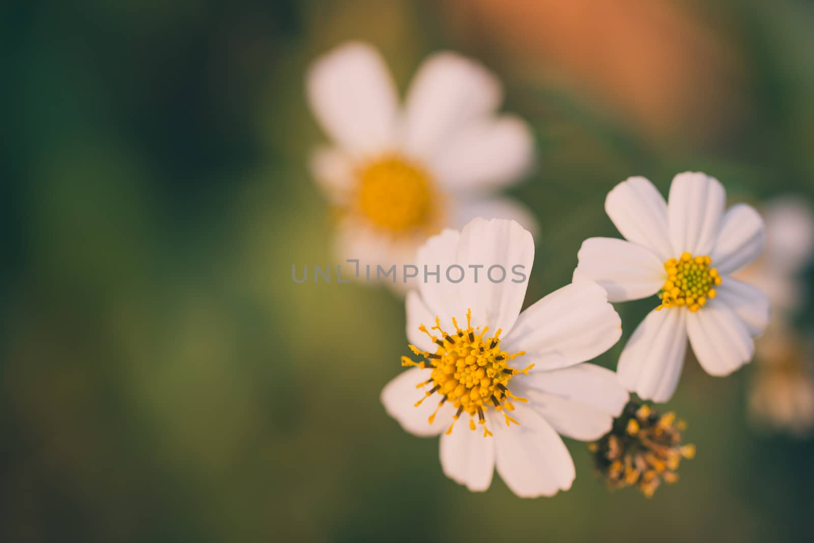 The grass is white and has yellow stamens. Copy space for text or article.