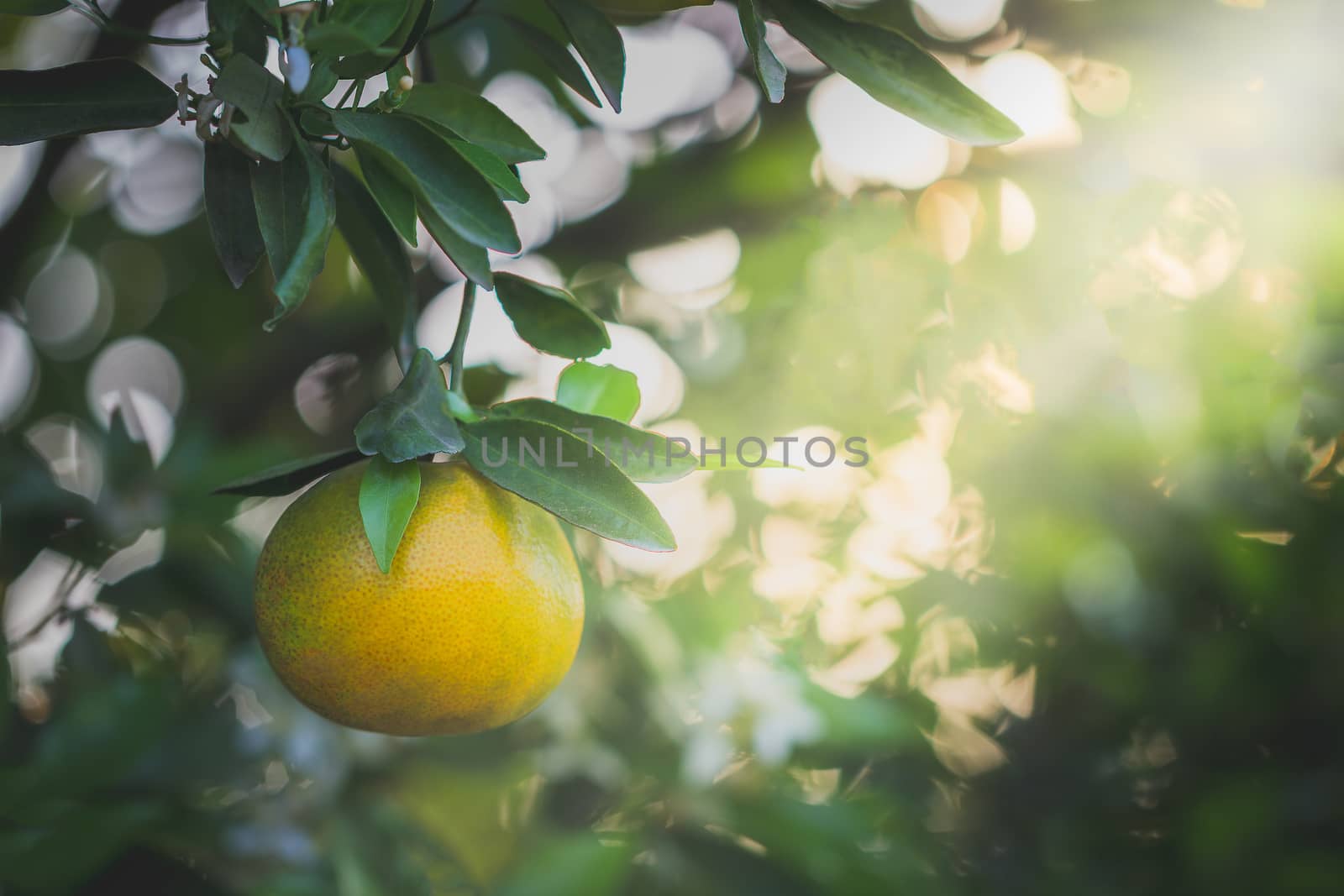 Orange fruit and leaves with morning light in bokeh background. Copy space for text or article.