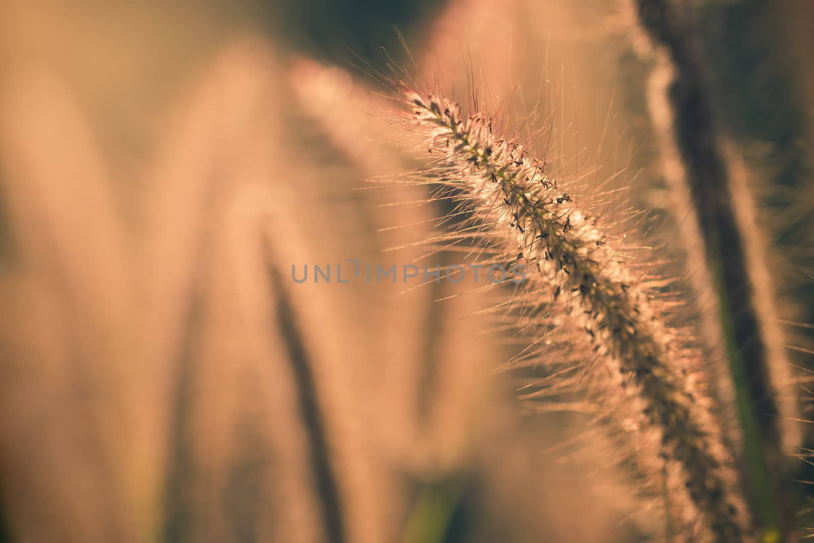 Poaceae grass flower with sunlight in the morning. Copy space fo by SaitanSainam