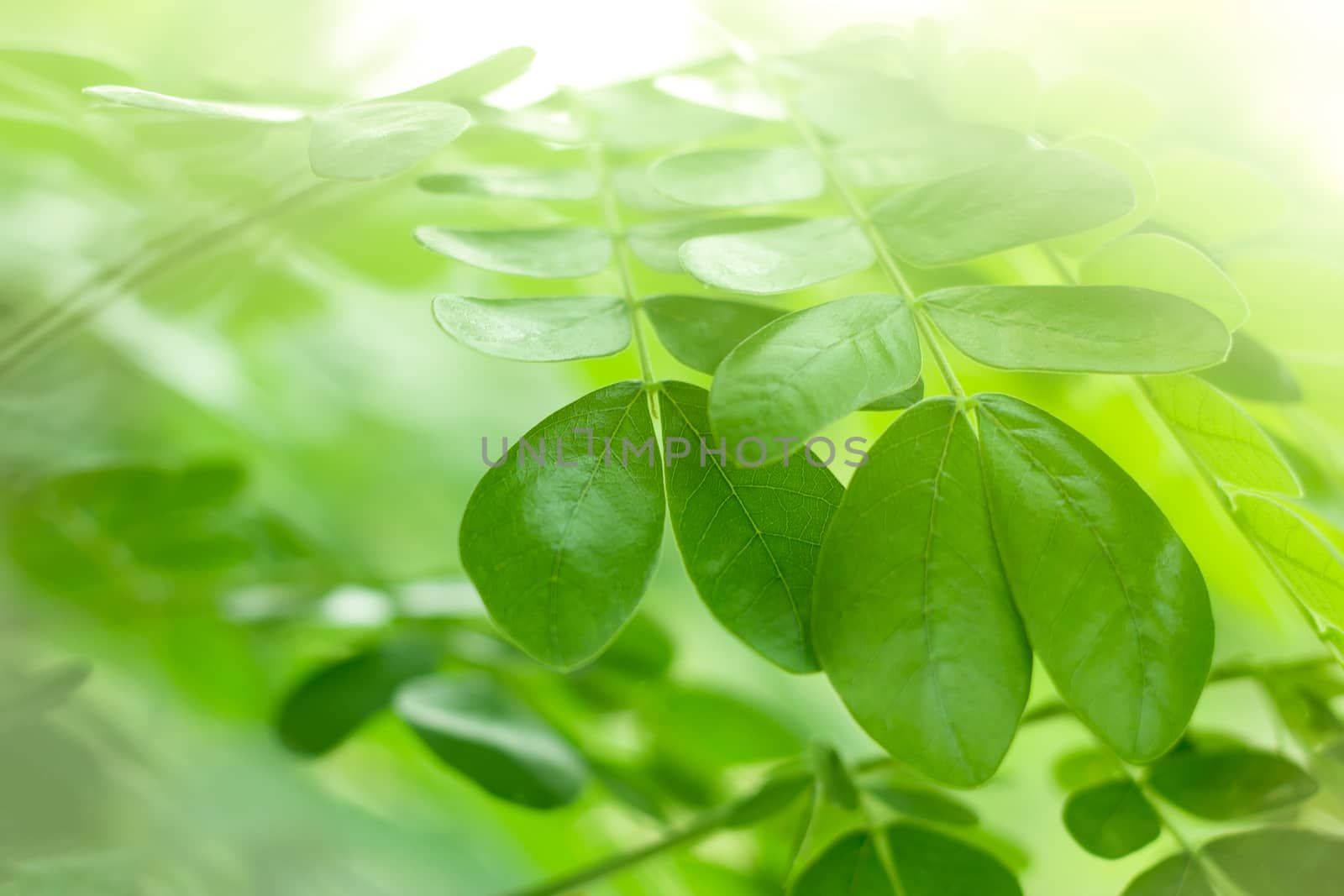 Closeup green leaves are fresh with sunlight in the morning. The concept start of the day.