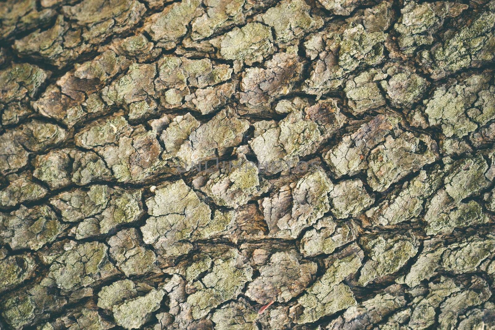 Texture of old big tree bark in deep forest. Suitable for articl by SaitanSainam