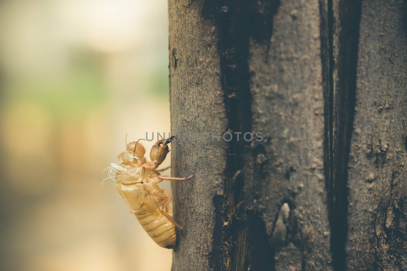 Moult of Cicada attach on a large tree bark in the forest. The c by SaitanSainam