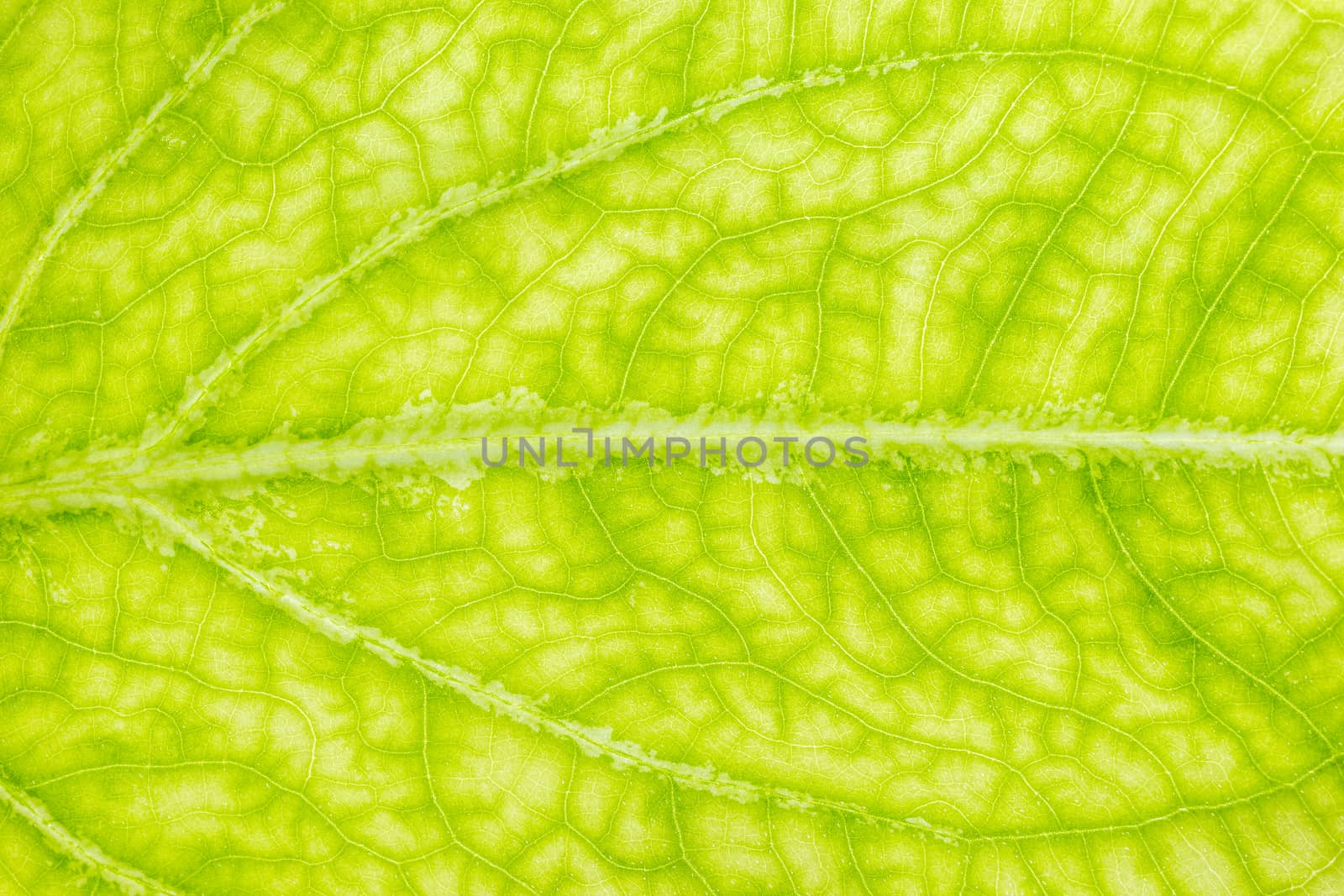 Closeup texture of green leaves. Suitable for use in the backgro by SaitanSainam