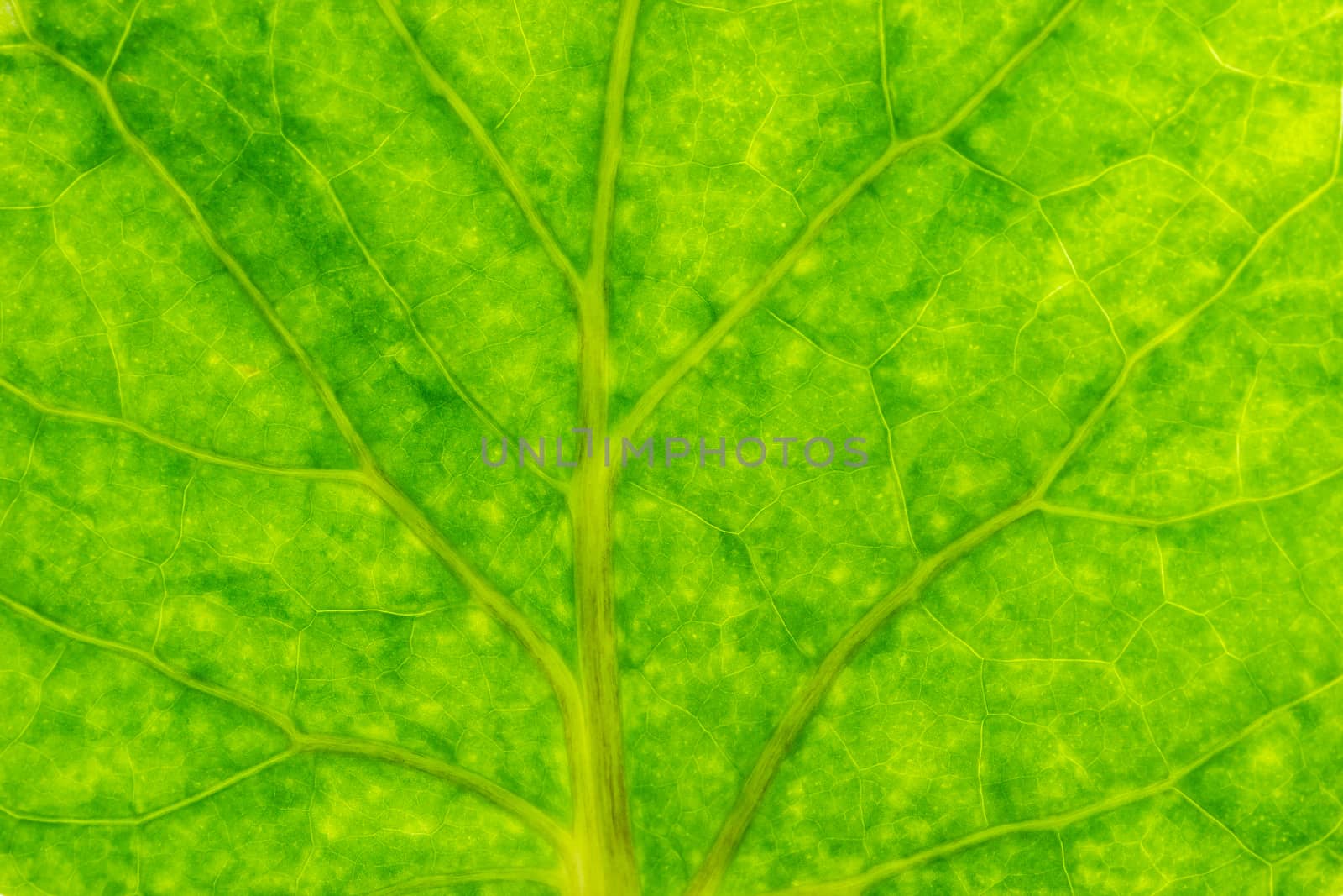 Closeup texture of green leaves. Suitable for use in the backgro by SaitanSainam