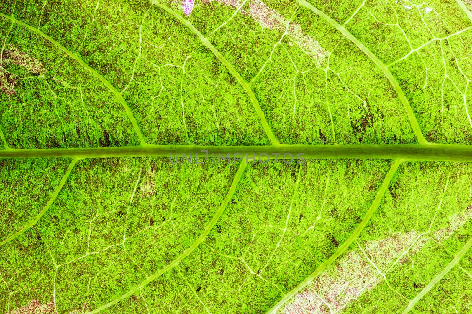 Closeup texture of green leaves. Suitable for use in the backgro by SaitanSainam