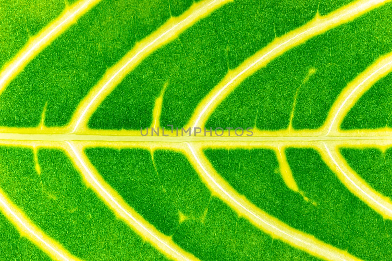 Closeup texture of green leaves. Suitable for use in the background of natural articles.