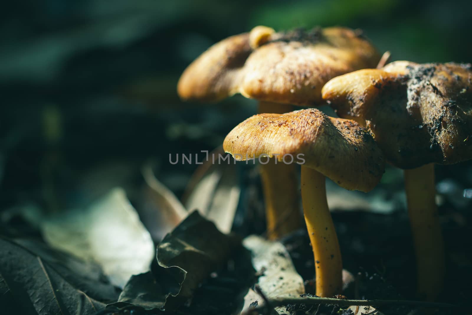 Sunlight shines on the mushrooms in the deep rainforest.