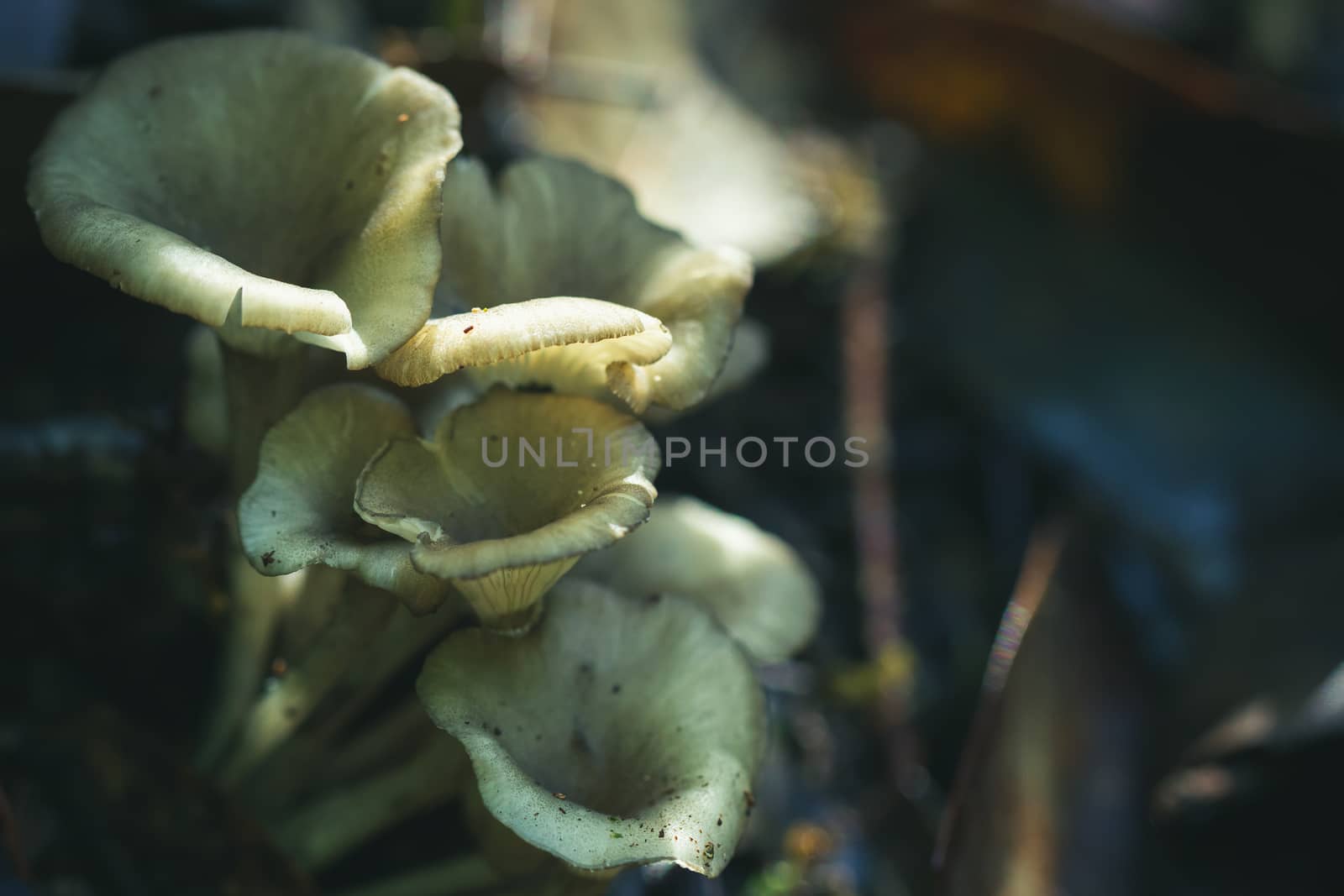 Sunlight shines on the mushrooms in the deep rainforest.