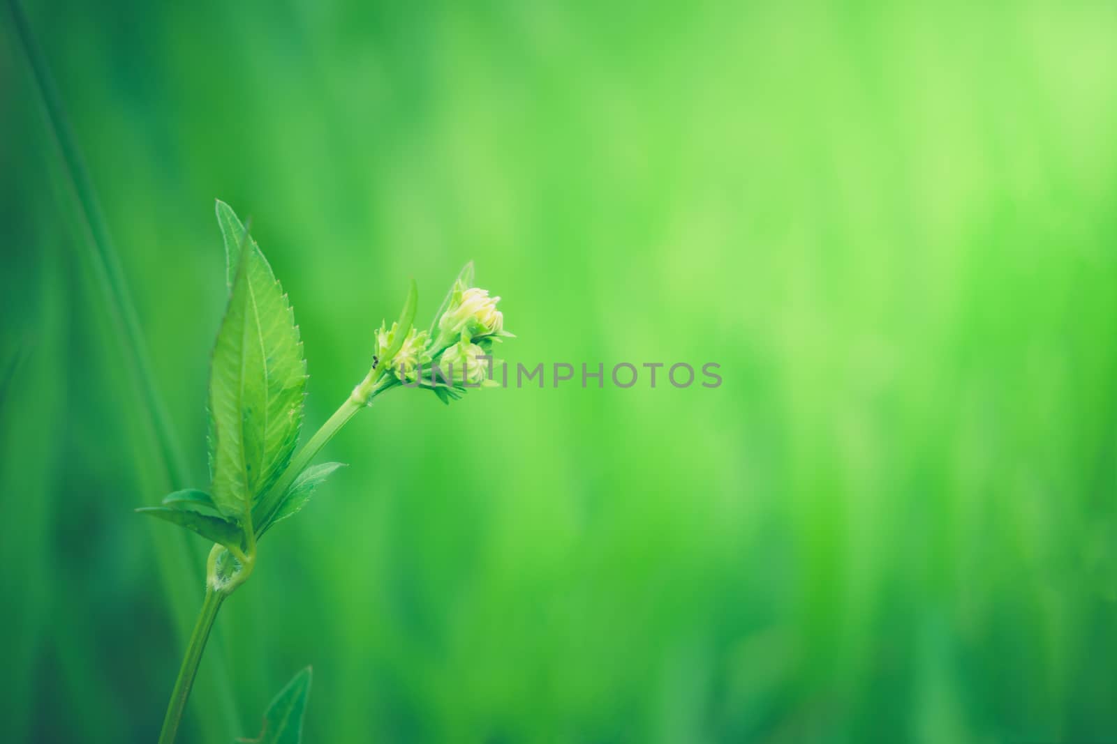 Closeup grass was sunshine in the morning with a natural green b by SaitanSainam