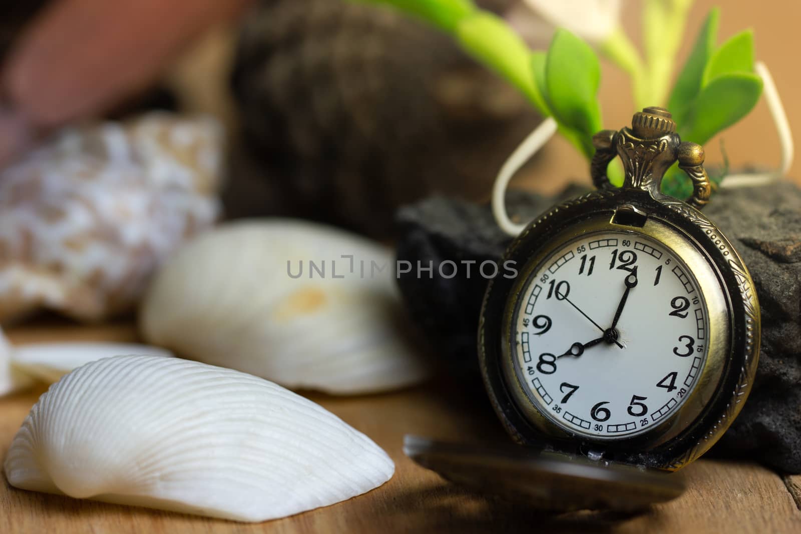 Vintage pocket watch and shell on wood background. At 8 o'clock. The concept of new morning day or resumption.