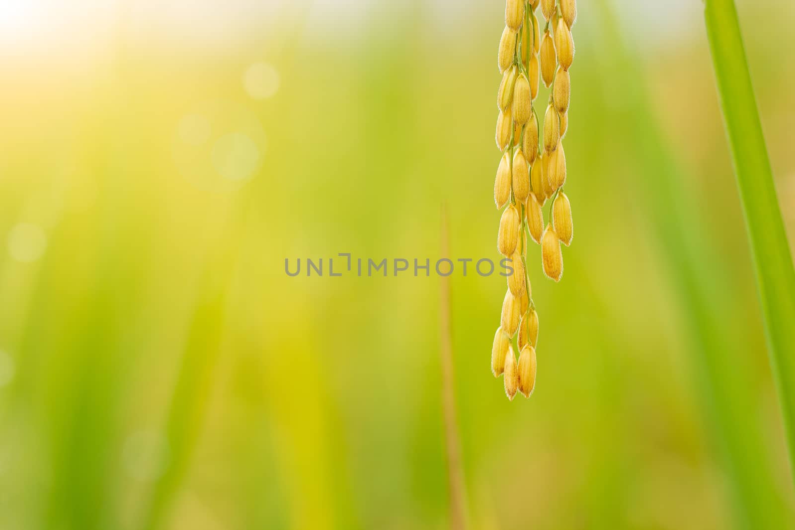 Closeup rice seed in rice fields and morning light. Concept of agriculture or rainy season.