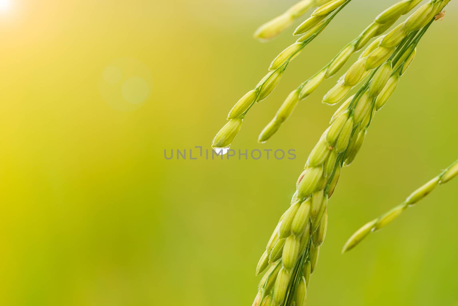 Closeup rice seed in rice fields and drops of dew with morning light. Concept of agriculture or rainy season.