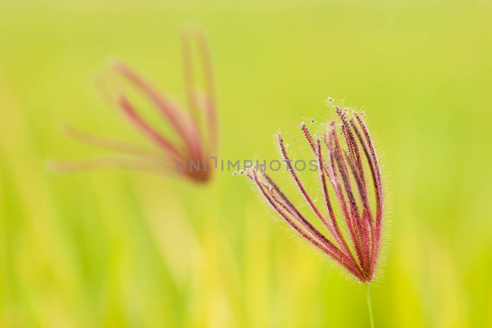 Closeup swollen finger grass in green nature background. Concept of nature or rainy season.