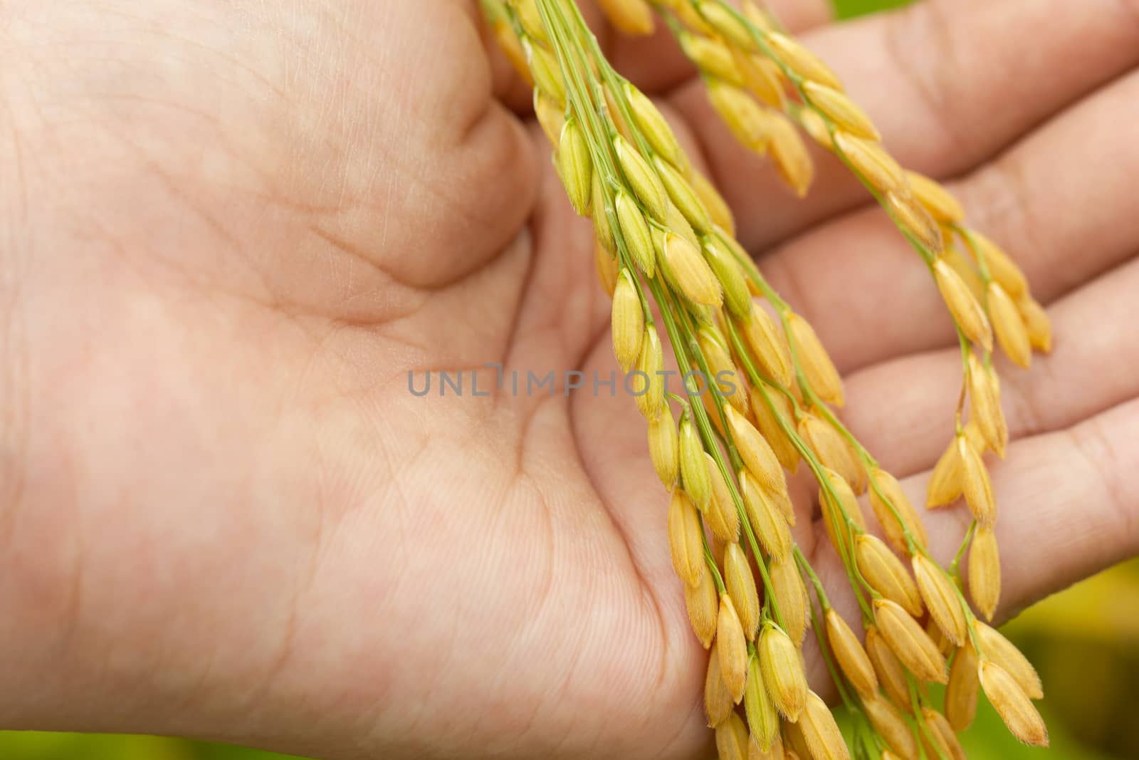 Rice seed in hand at paddy farm in the morning. Concept of agriculture or organic farms.