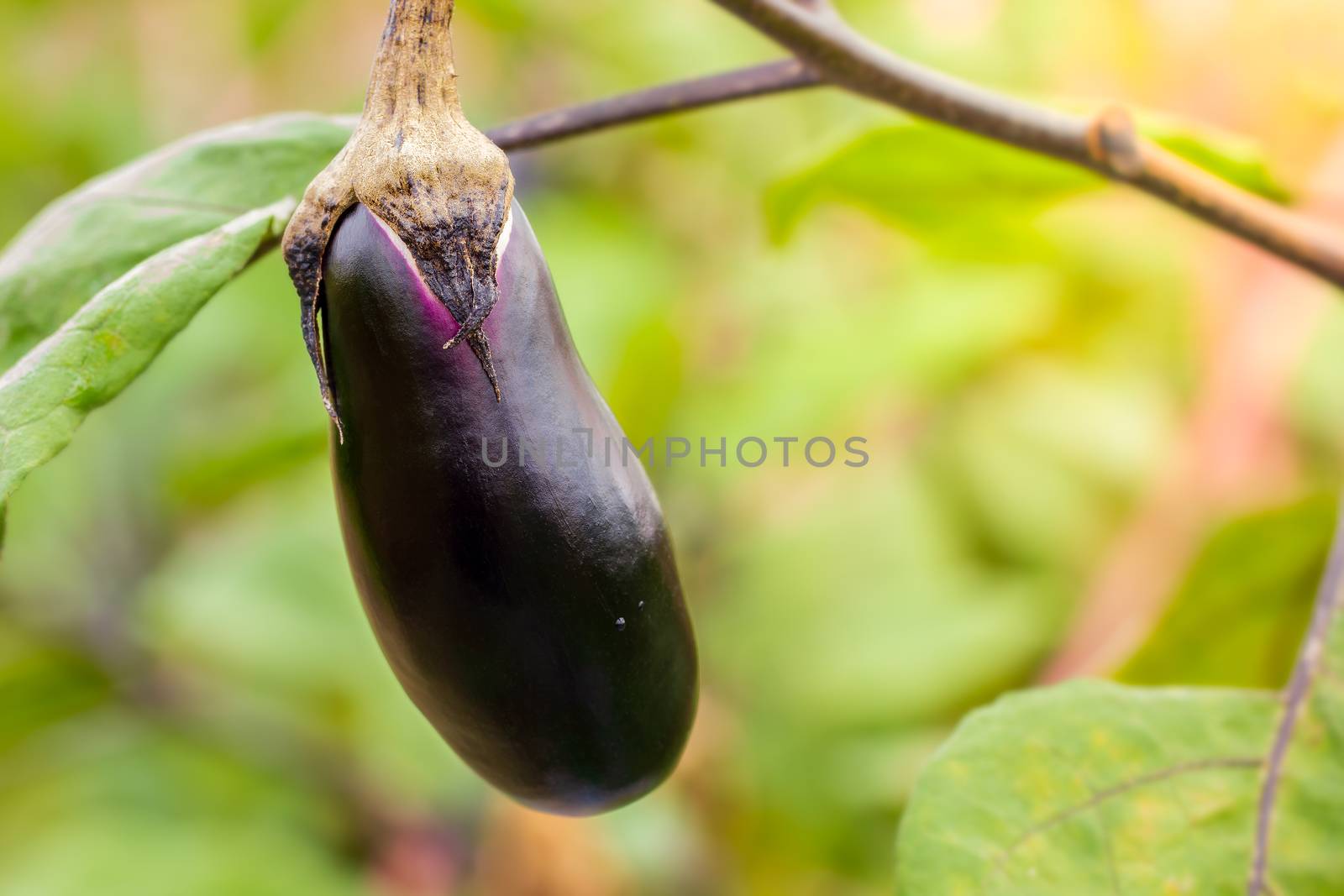 Eggplant is on the tree and has a leaf in the background. Concep by SaitanSainam