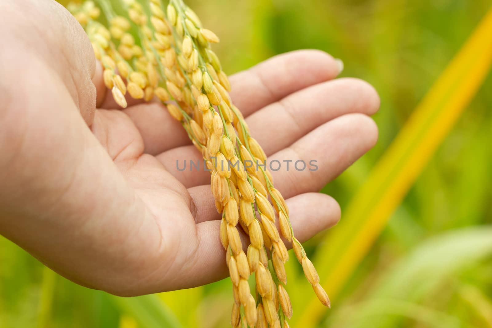 Rice seed in hand at paddy farm in the morning. Concept of agriculture or organic farms.