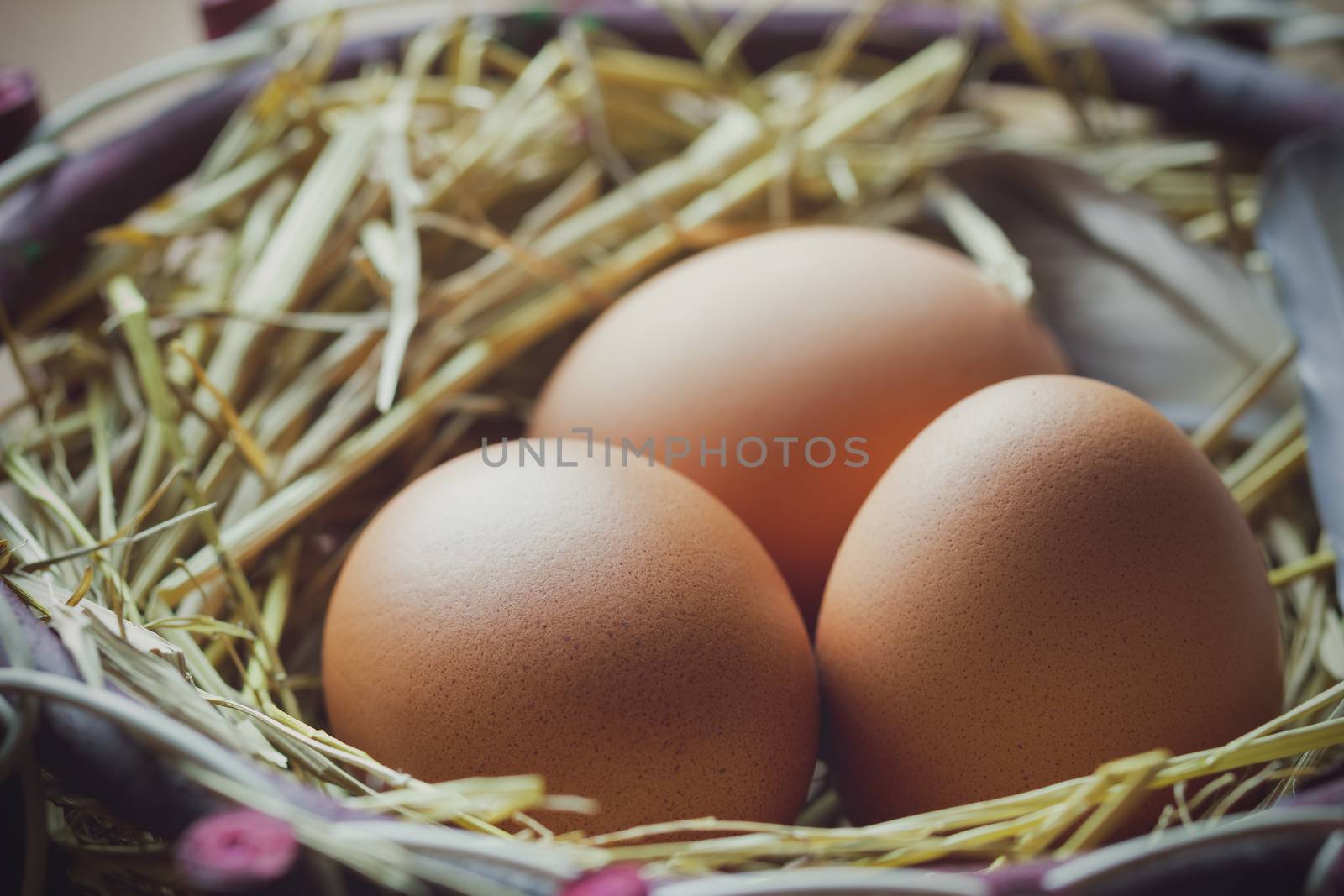 Closeup three eggs with chicken feathers in the ovary and morning light.