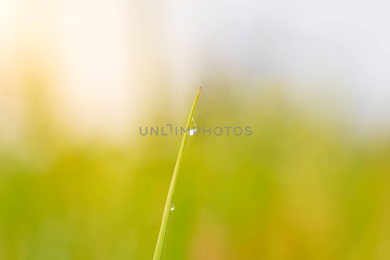 Dew on the top of the rice leaf in natural green background. Con by SaitanSainam