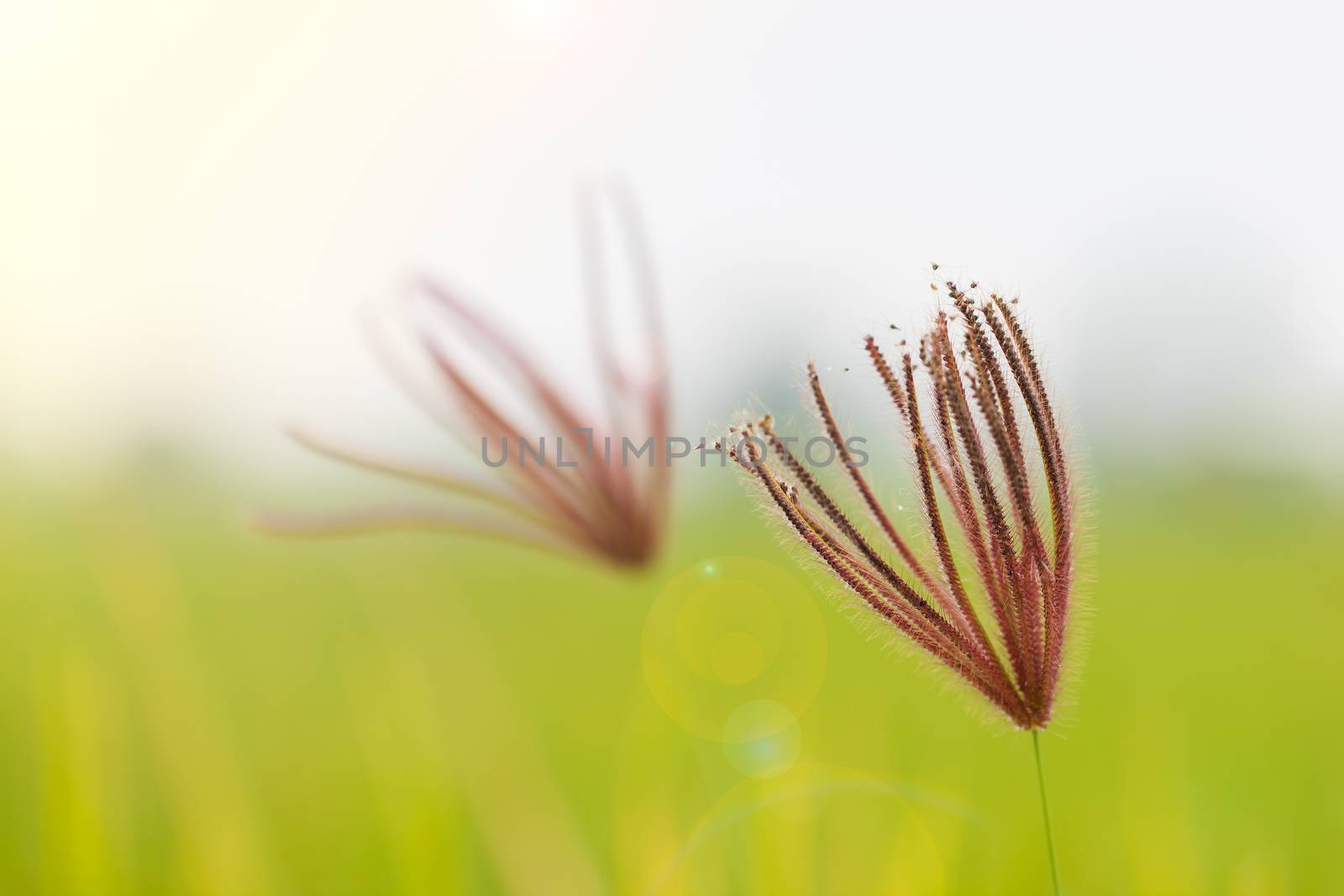 Closeup swollen finger grass in green nature background. Concept by SaitanSainam