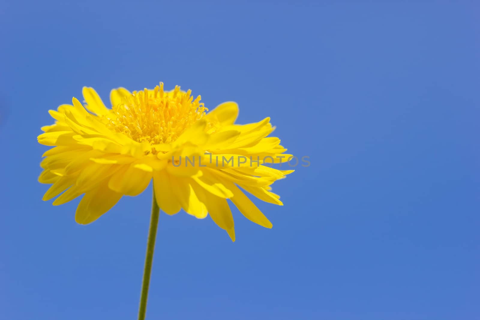 Closeup single yellow chrysanthemum flower in the blue backgroun by SaitanSainam