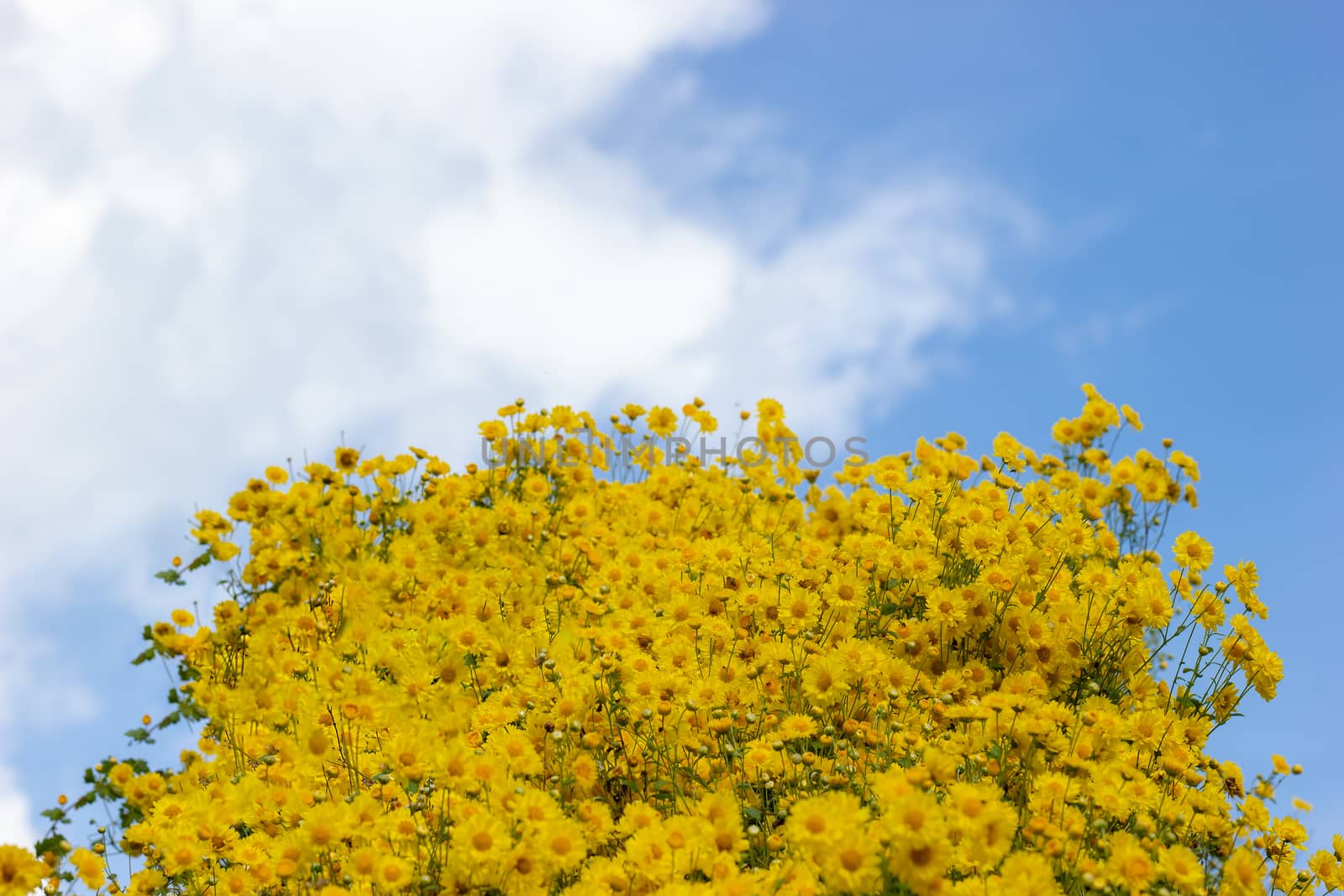 Yellow chrysanthemum field in the white clouds and blue sky  background.