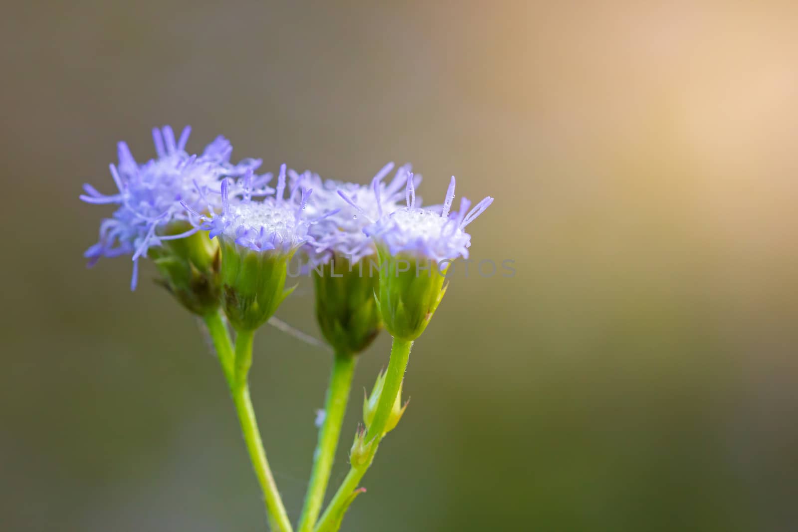 Closeup Little Ironweed flower with morning sunlight in the fore by SaitanSainam