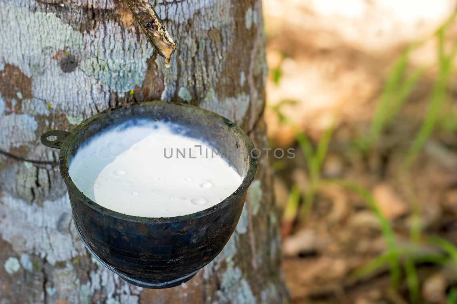 The latex of rubber flows down from the tree into the bowl and m by SaitanSainam