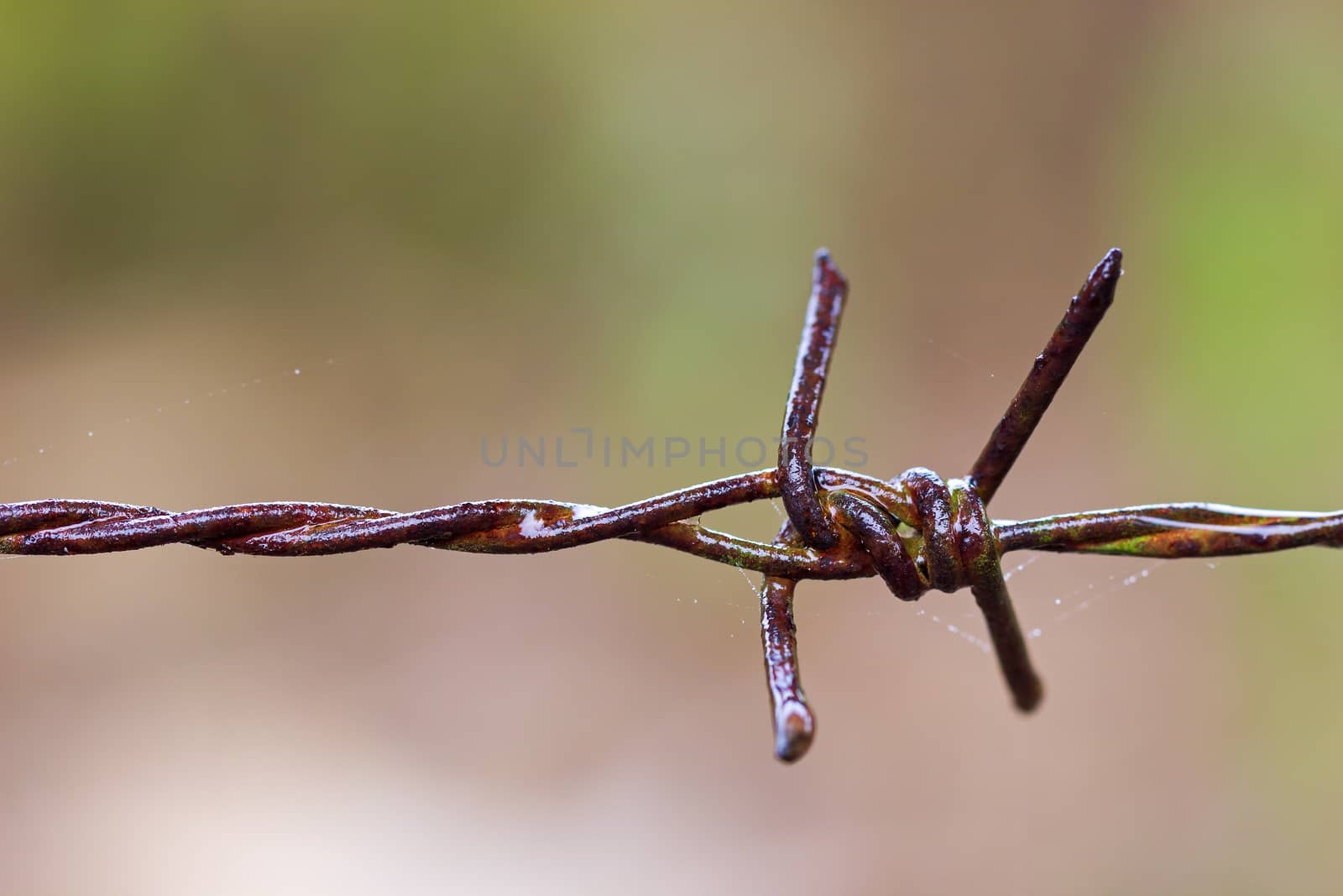 Old rusty Barbed wire fence and spider web were wet with rain.