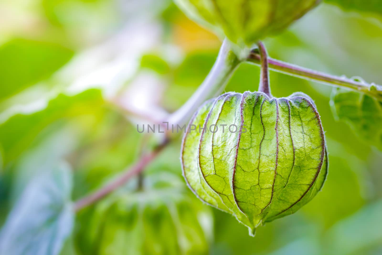 Closeup Cape Gooseberry on the tree in organic farms and morning sunlight.