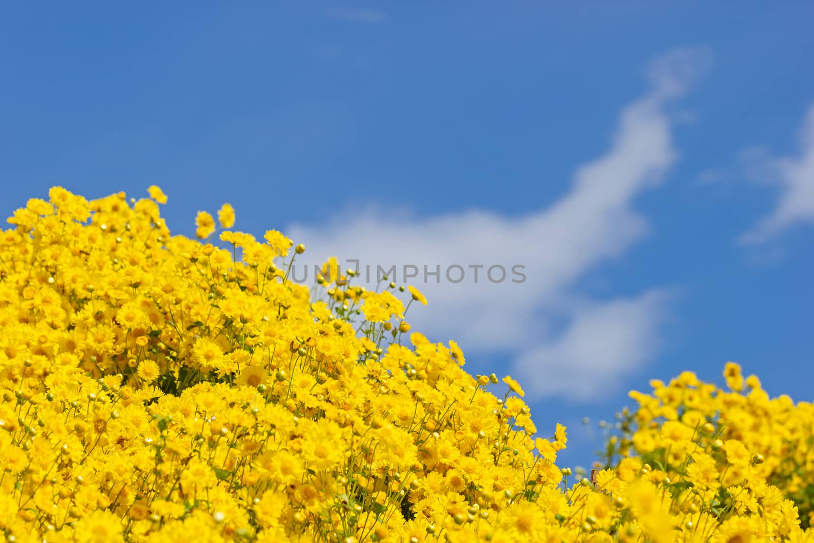 Yellow chrysanthemum field in the white clouds and blue sky  background.