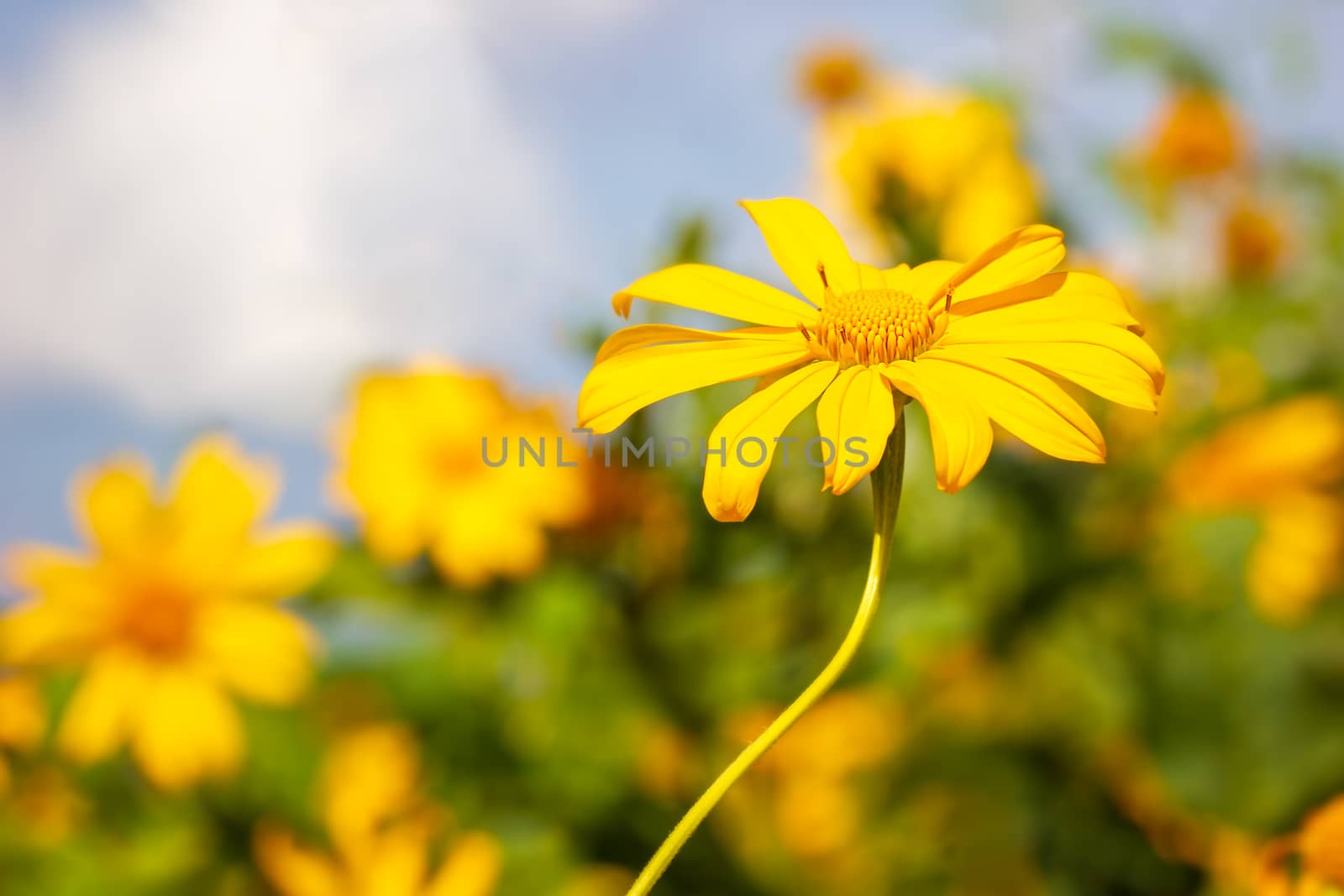 Closeup single yellow Tree Marigold or Maxican Sunflower in blur by SaitanSainam