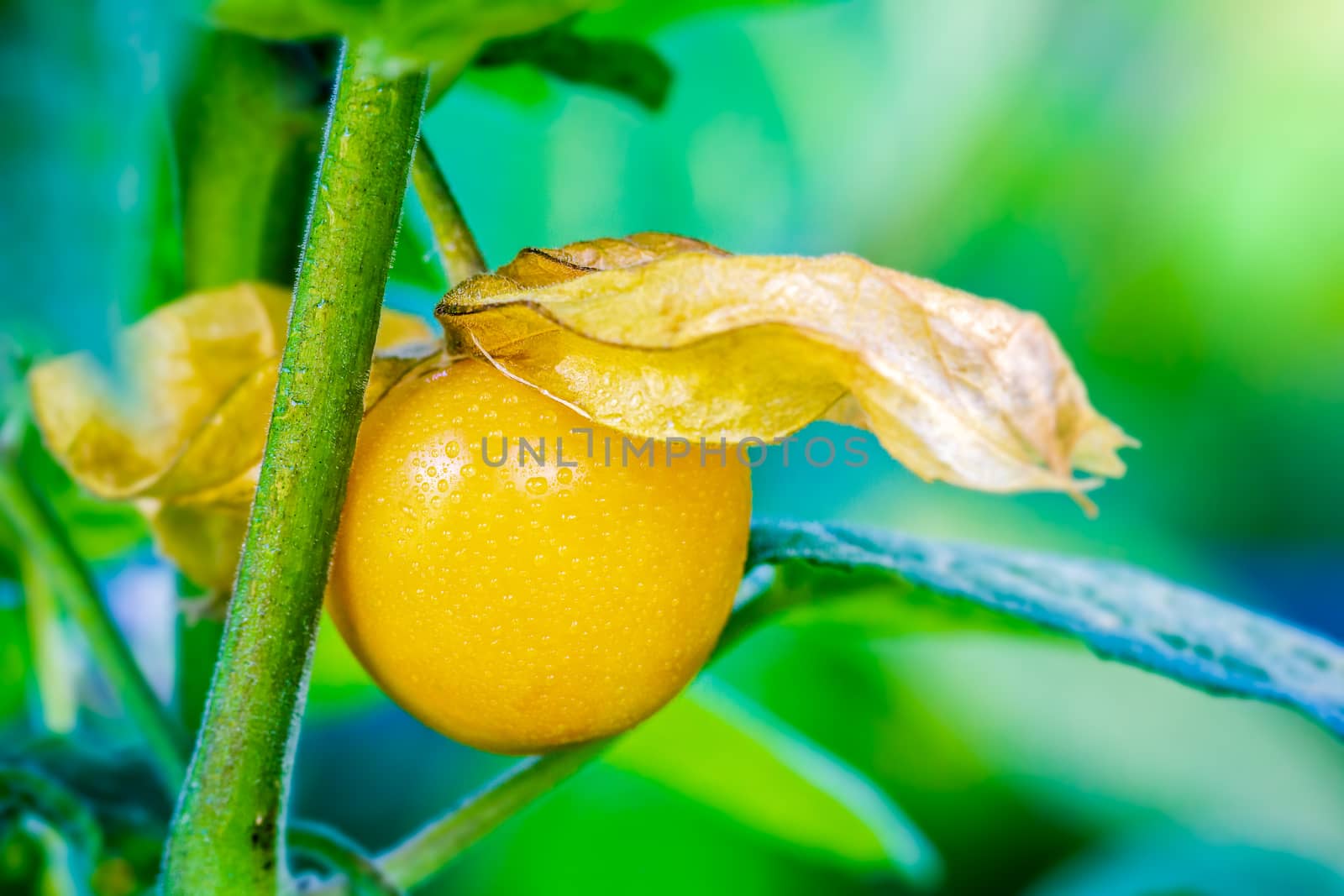 Closeup Cape Gooseberry is peeled off on the tree in organic far by SaitanSainam