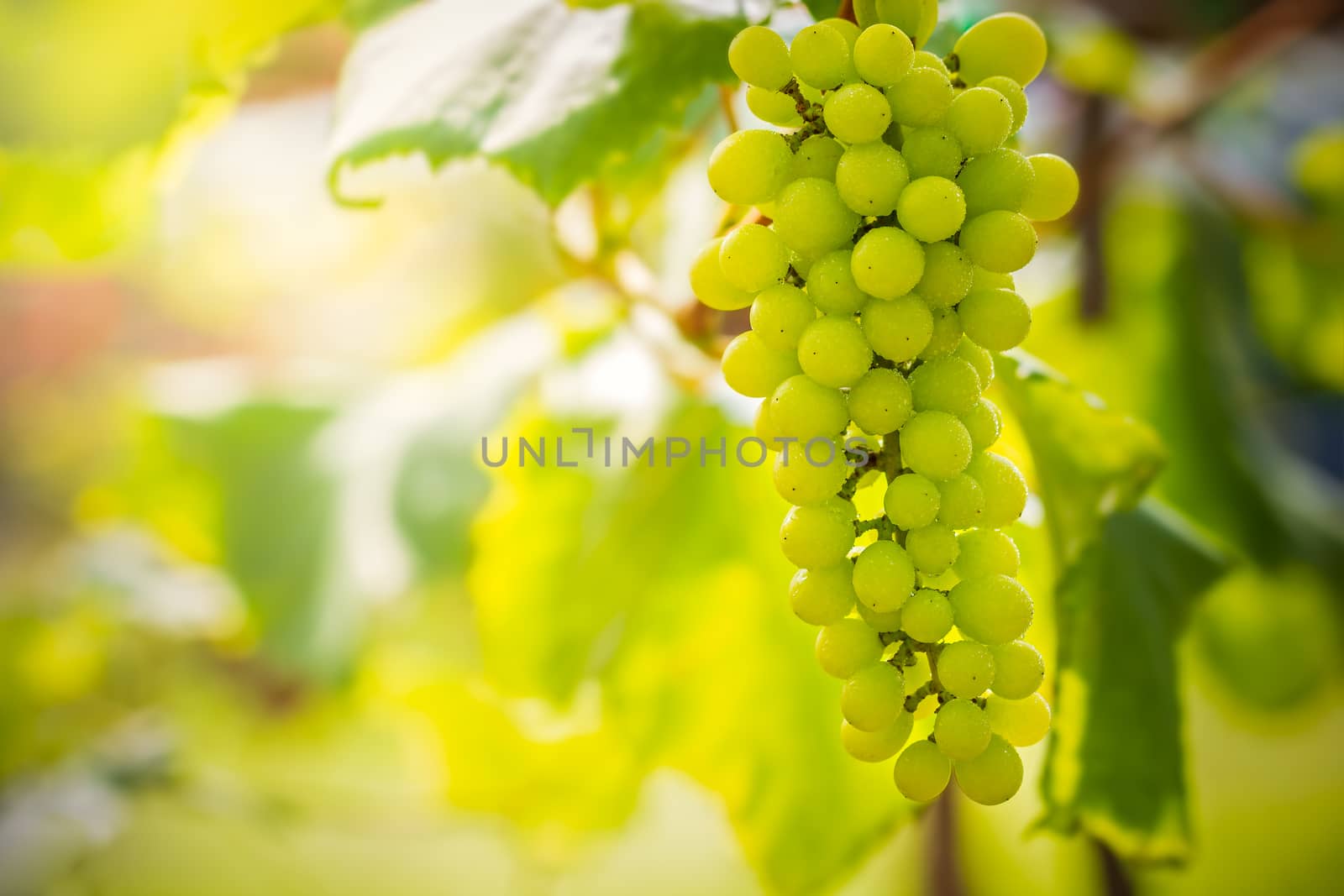 Closeup bunch of green grapes on the farm and morning sunlight. by SaitanSainam