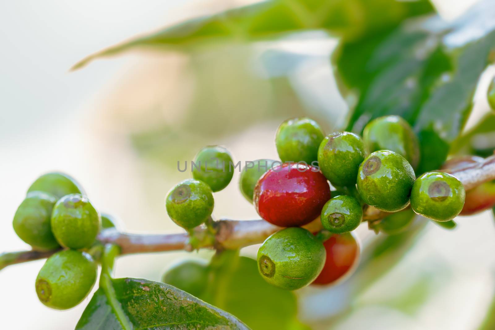 Closeup fresh coffee on the trees and drops of water in morning  by SaitanSainam