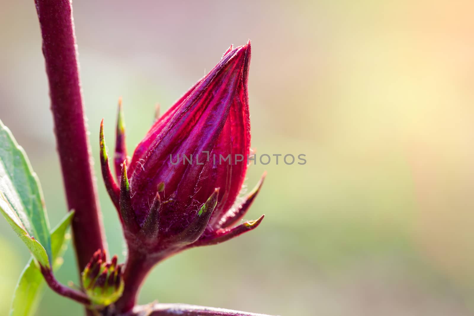 Closeup Roselle and leaves on the tree with morning sunlight. by SaitanSainam